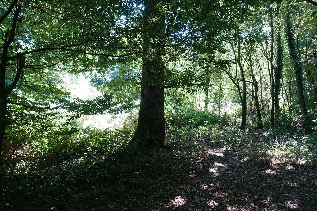 Approx 2.4 Acres of Woodland